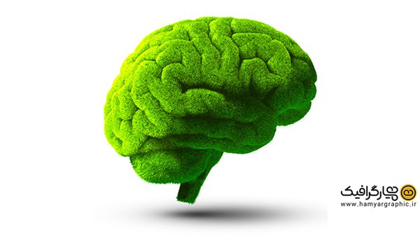 عکس مغز سبز