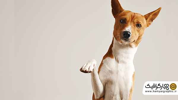 عکس سگ باکیفیت