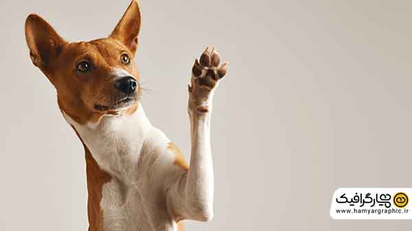 عکس رایگان سگ