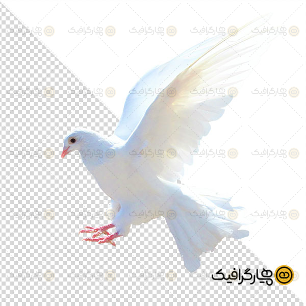 عکس کبوتر سفید