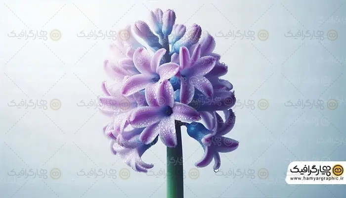 دانلود png گل سنبل