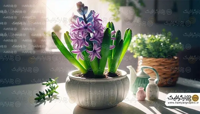 عکس با کیفیت گل سنبل