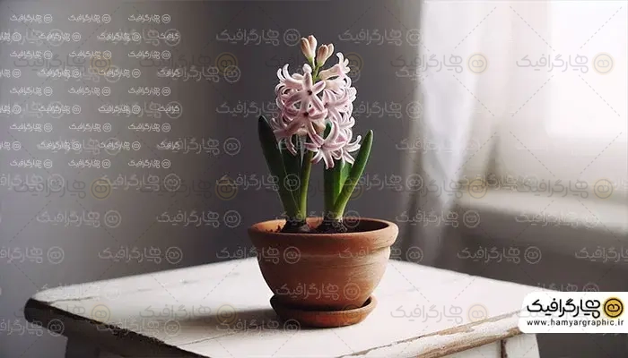 عکس با کیفیت گل سنبل