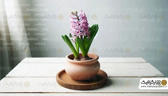 عکس با کیفیت گل سنبل