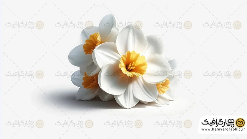 دانلود عکس گل نرگس