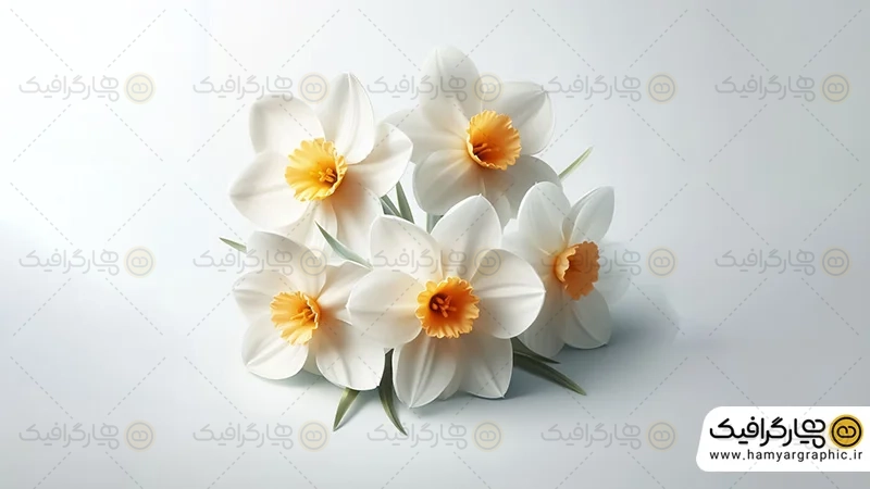 گل نرگس با کیفیت بالا