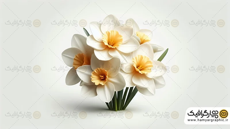 تصاویر HD گل نرگس