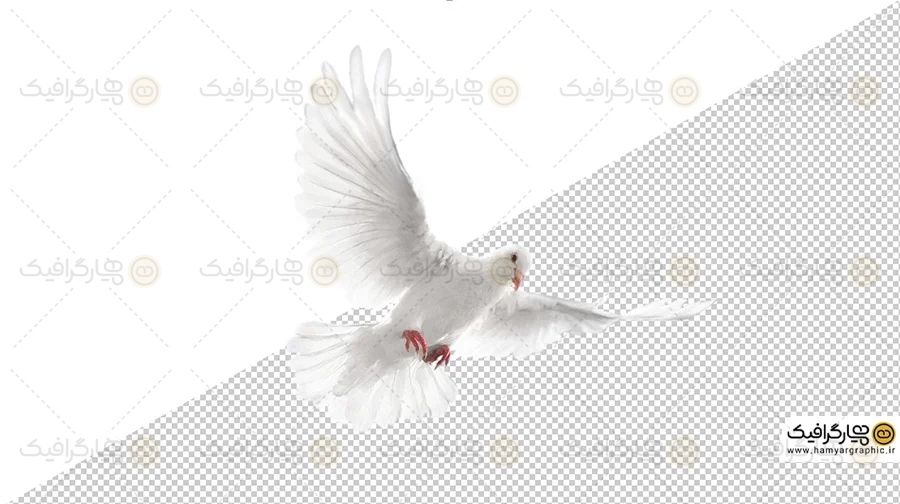 تصویر کبوتر بدون پس‌ زمینه