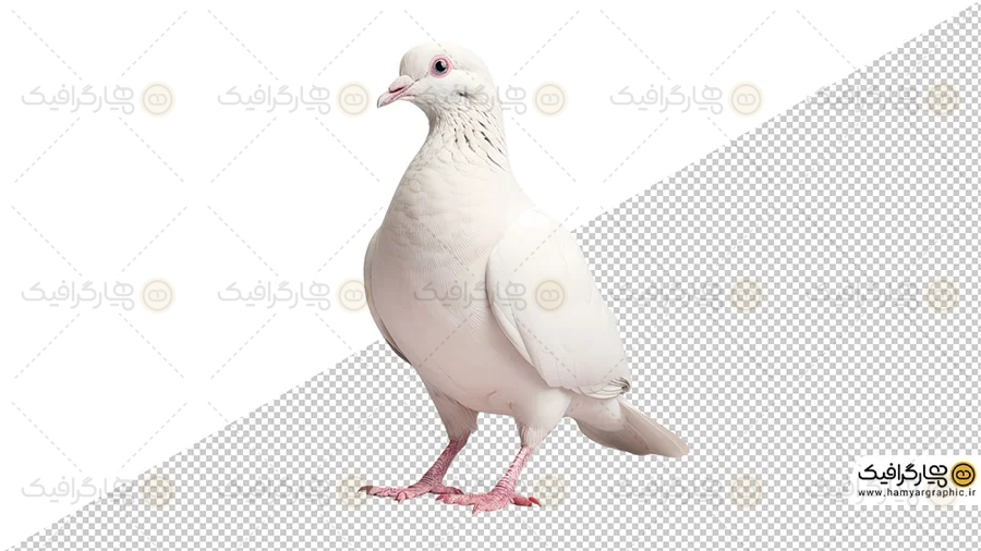 وکتور کبوتر PNG
