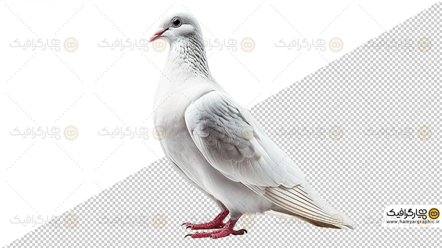 فایل PNG کبوتر