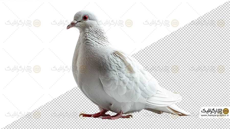 طرح کبوتر دوربری شده