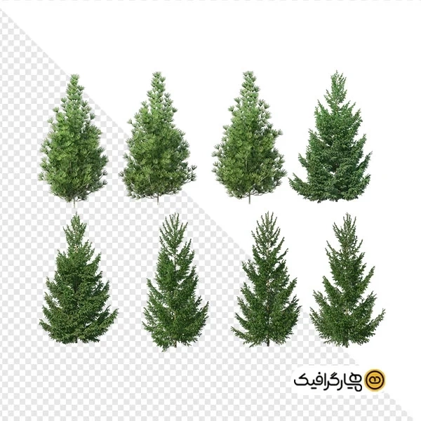 پکیج 8 عددی درخت سرو