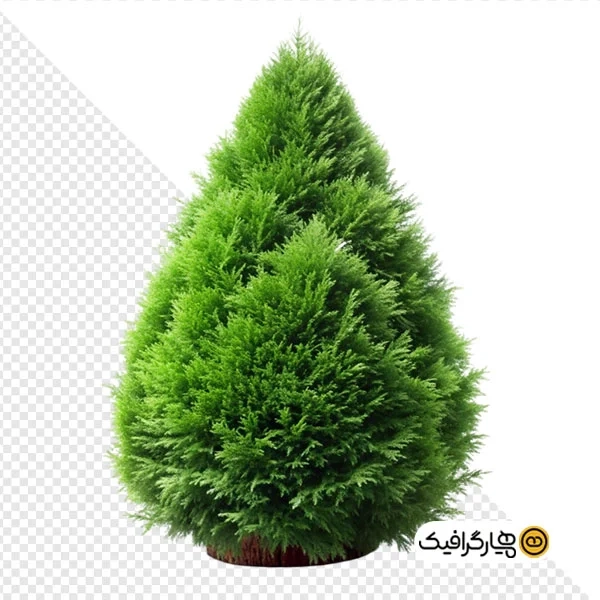 عکس با کیفیت درخت سرو