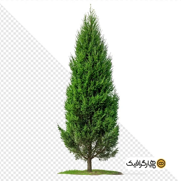 تصویر کیفیت بالا از درخت سرو