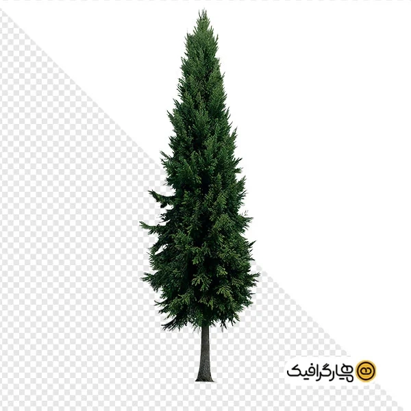 دانلود تصویر PNG درخت سرو