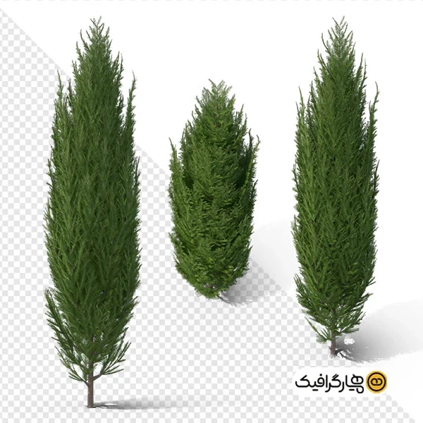 تصویر با کیفیت سه تایی درخت سرو