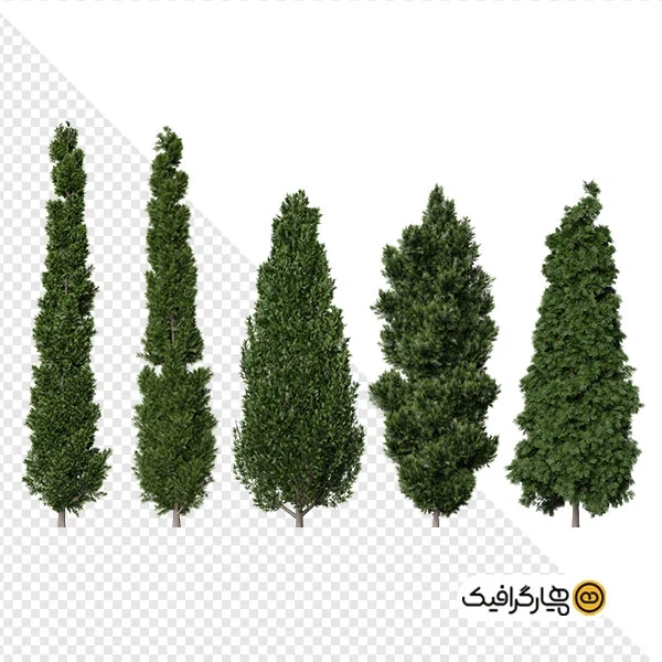 پکیج با کیفیت درخت سرو