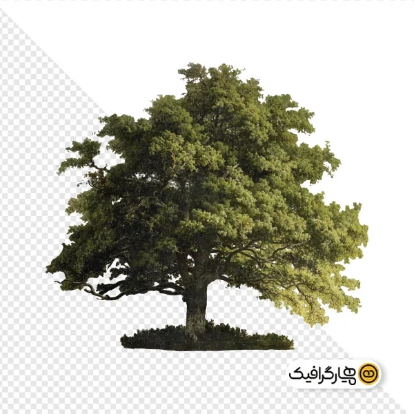 دانلود تصویر با کیفیت درخت