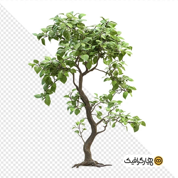 دانلود تصویر PNG کیفیت بالا درخت