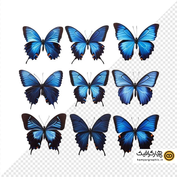 دانلود عکس با کیفیت از 9 عدد پروانه آبی