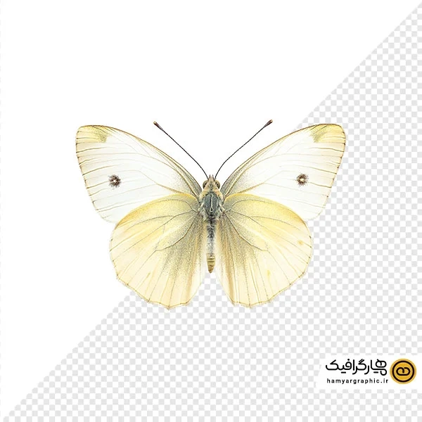 دانلود عکس با کیفیت از پروانه