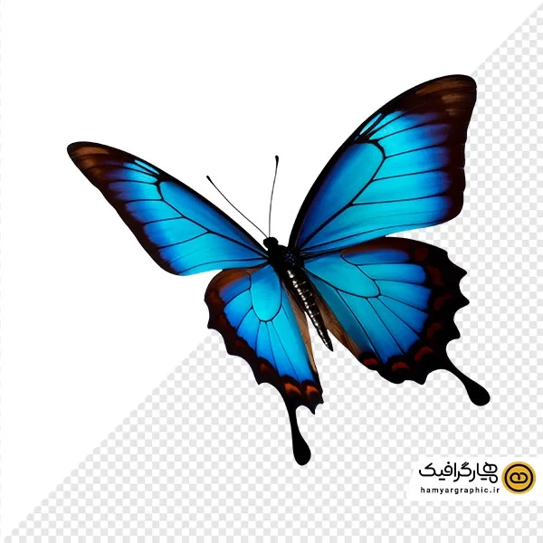 دانلود عکس با کیفیت از پروانه آبی