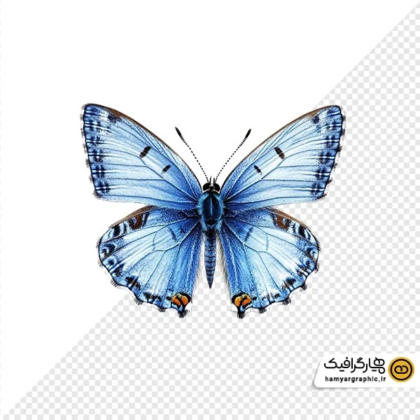 دانلود عکس با کیفیت از پروانه آبی روشن