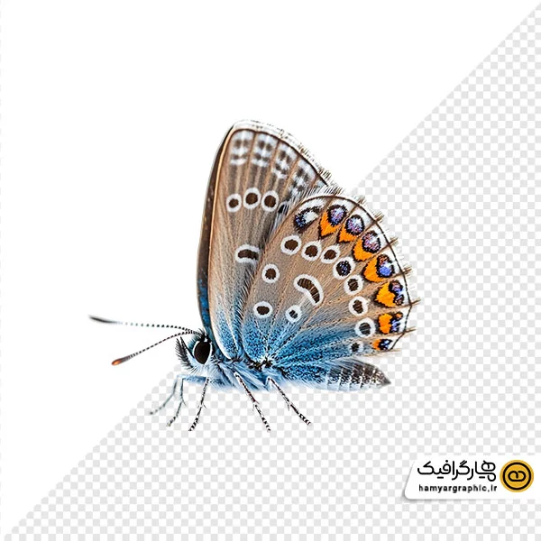 دانلود عکس با کیفیت پروانه از نیم رخ