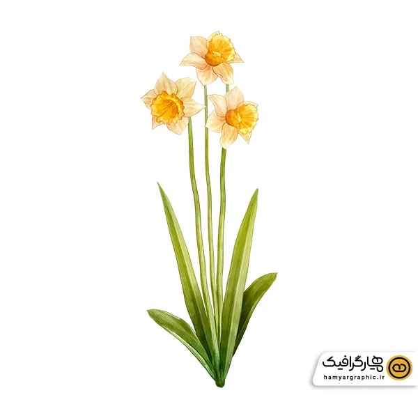 دانلود عکس گل نرگس لایه باز