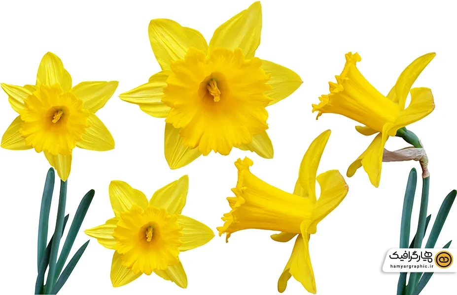 دانلود عکس گل نرگس لایه باز باکیفیت