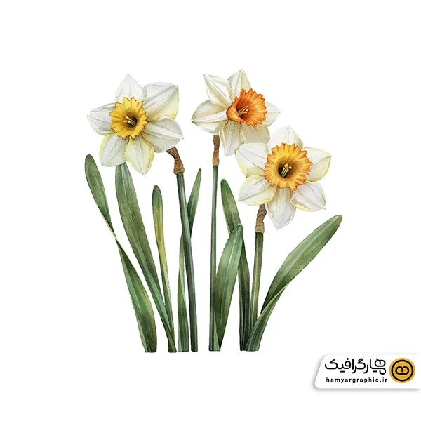 دانلود عکس دسته گل نرگس