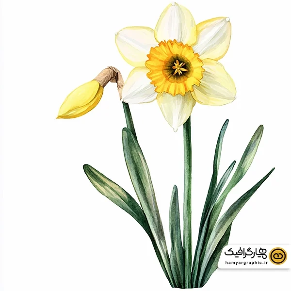 دانلود عکس نقاشی دسته گل نرگس