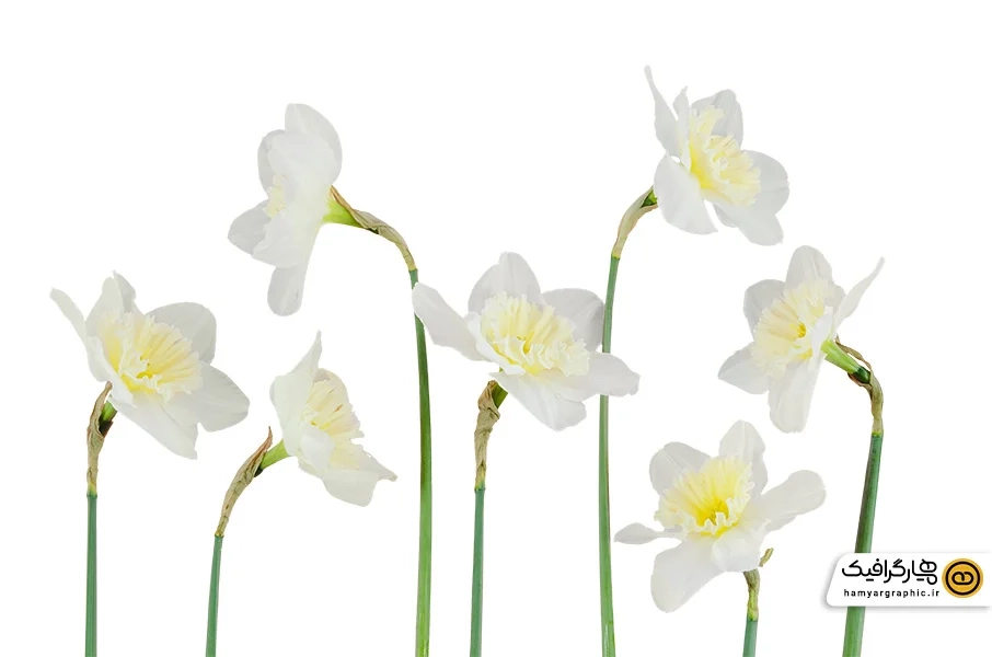 دانلود عکس دسته گل نرگس زیبا
