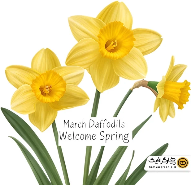 دانلود عکس گل نرگس طراحی با کیفیت