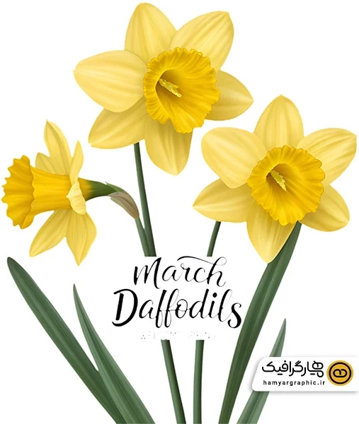 دانلود عکس گل نرگس طراحی full hd