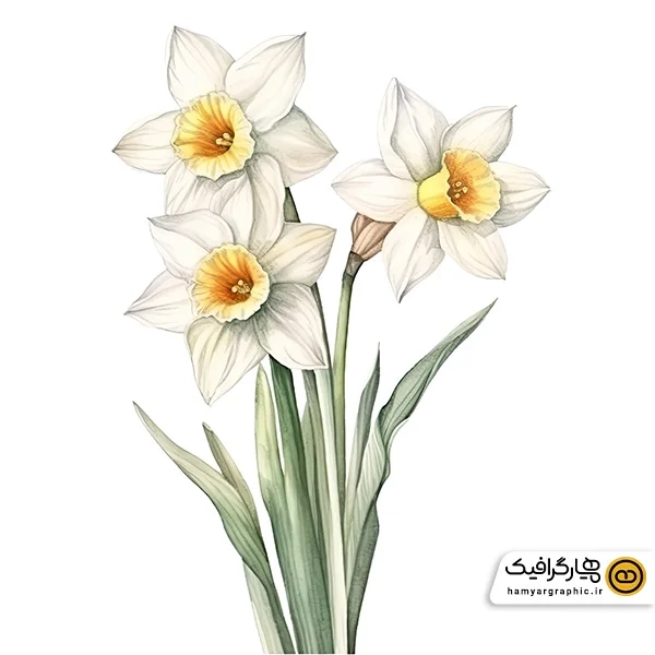 دانلود طراحی عکس گل نرگس زیبا