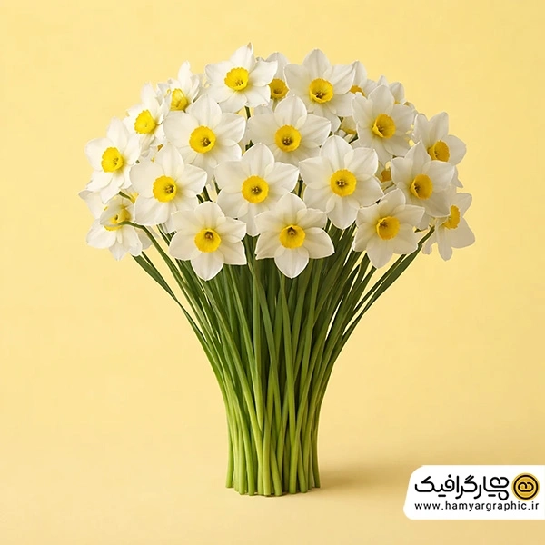 تصویر استوک دسته گل نرگس با کیفیت بالا
